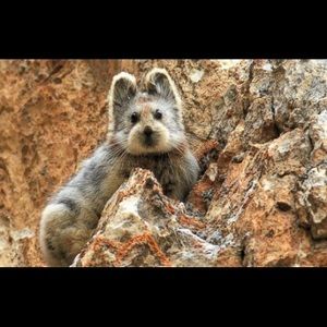 Meet your Posher, Zlata